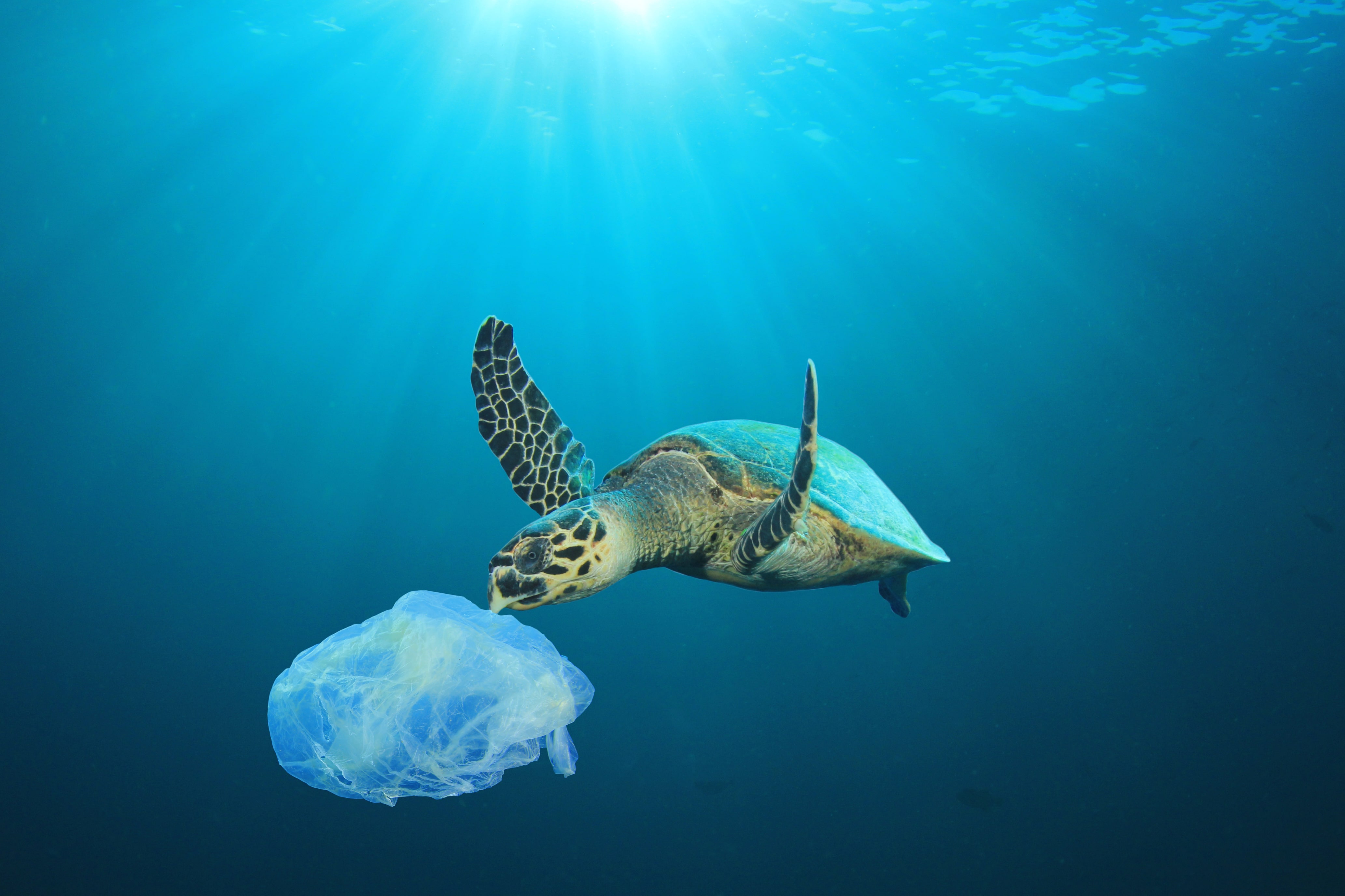 Sud Africa: allarme ambientale per il mare invaso da rifiuti